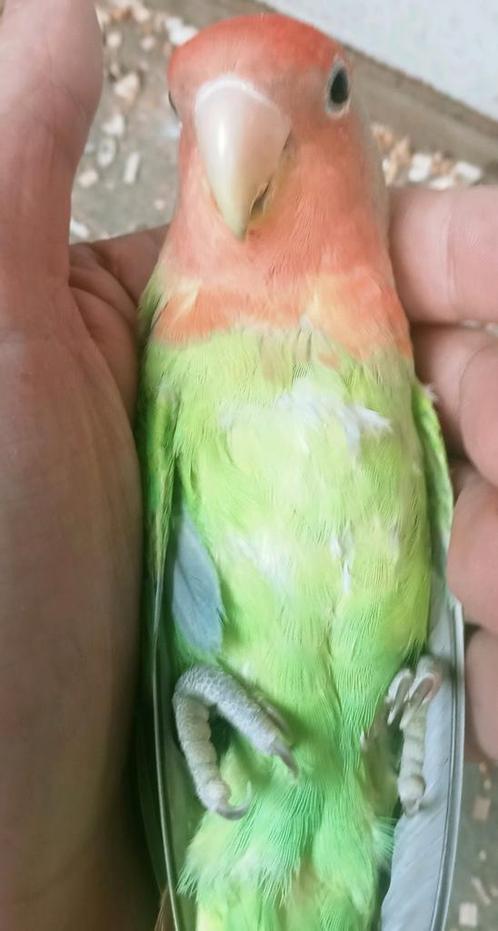 Prachtige piep jonge agapornis roseicollie opaline, Dieren en Toebehoren, Vogels | Parkieten en Papegaaien, Dwergpapegaai of Agapornis