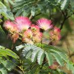 Perzische slaapboom, Tuin en Terras, Planten | Bomen, Ophalen, Volle zon, Overige soorten