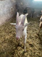 3 bokken, Dieren en Toebehoren, April, Mannelijk