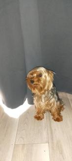 Yorkshire terrier reutje te koop skyler, Dieren en Toebehoren, Honden | Jack Russells en Terriërs, Yorkshire Terriër, Rabiës (hondsdolheid)