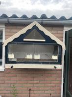 Kooi met boekvink, Dieren en Toebehoren, Meerdere dieren, Wildzangvogel, Geringd