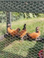 Vorwerk krielhaantjes, Dieren en Toebehoren, Pluimvee, Mannelijk, Kip