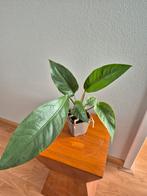 Anthurium Plowmanii, Huis en Inrichting, Kamerplanten, Ophalen, Overige soorten, Minder dan 100 cm