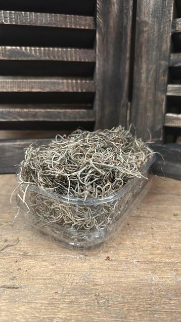 Tillandsia in bakje beschikbaar voor biedingen