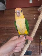 Nog steeds één jonge Roestkop caique beschikbaar. Man, Dieren en Toebehoren, Vogels | Parkieten en Papegaaien, Mannelijk, Papegaai