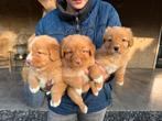Nova Scotia duck tolling retriever, Dieren en Toebehoren, Nederland, Parvo, Overige rassen, 8 tot 15 weken