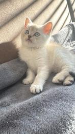 Britse korthaar kittens, Kater