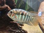 Krobia vrouw, Dieren en Toebehoren, Vissen | Aquariumvissen, Vis, Zoetwatervis
