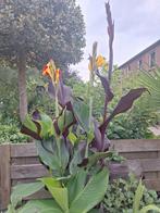 Stek van canna cleopatra, Ophalen, Overige soorten, Zomer