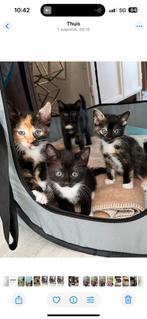 Lieve gezonde schildpad en tuxedo kittens, Meerdere dieren