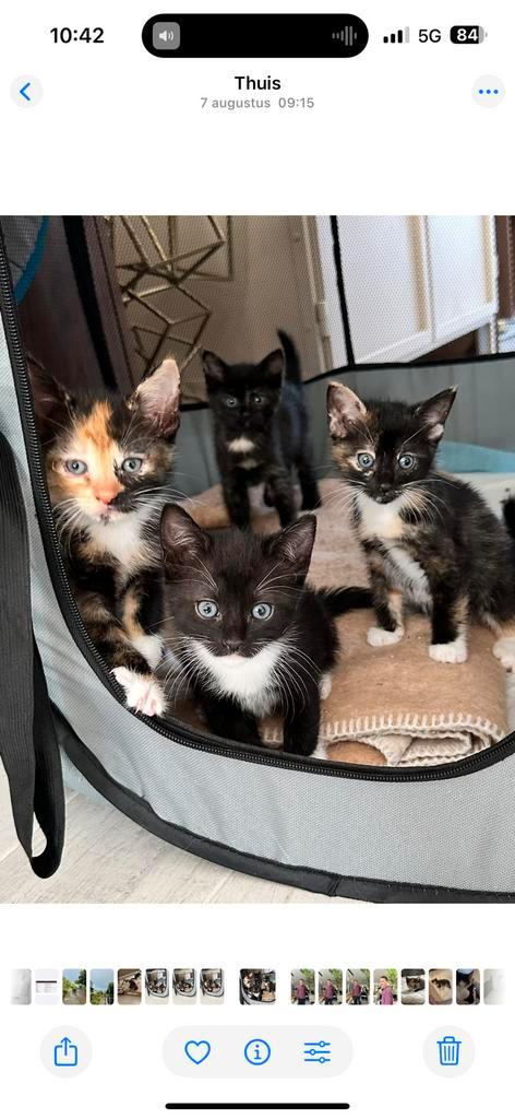 Lieve gezonde schildpad en tuxedo kittens, Dieren en Toebehoren, Katten en Kittens | Overige Katten, Meerdere dieren