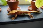 Wimpergekko man, Dieren en Toebehoren, Hagedis