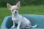 Chihuahua pups mooie keuze uit 14 pups, Dieren en Toebehoren, Honden | Chihuahua's en Gezelschapshonden, België, Rabiës (hondsdolheid)