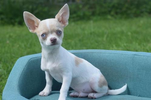Chihuahua pups mooie keuze uit 14 pups, Dieren en Toebehoren, Honden | Chihuahua's en Gezelschapshonden, Meerdere dieren, Chihuahua