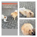 honden, Dieren en Toebehoren, Honden | Dekreuen, België, Particulier, Reu, 1 tot 2 jaar