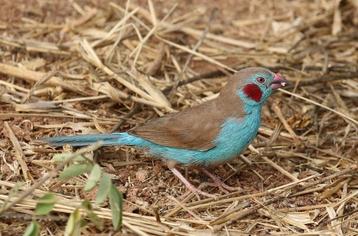 Roodwang blauwfazantje - Uraeginthus bengalus beschikbaar voor biedingen