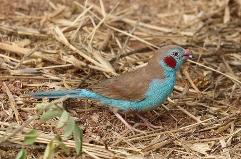Roodwang blauwfazantje - Uraeginthus bengalus, Dieren en Toebehoren, Vogels | Overige Vogels, Tropenvogel, Meerdere dieren, Geringd