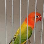 Prachtige jonge agapornis fisheri opaline euwing pop tam, Dieren en Toebehoren, Vogels | Parkieten en Papegaaien, Vrouwelijk, Dwergpapegaai of Agapornis