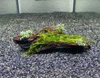 Driftwood met Bucephalandra en Christmas mos, Ophalen of Verzenden, Nieuw, Plant(en), Steen of Hout