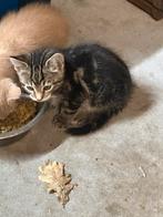 Kittens, Dieren en Toebehoren, Katten en Kittens | Overige Katten, Meerdere dieren