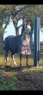 Leuke toekomstige sportpony, Dieren en Toebehoren, Pony's, Ruin, A pony (tot 1.17m), Recreatiepony