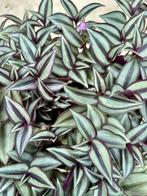 Tradescantia Purpusii - Kamerplant, Overige soorten, In pot, Minder dan 100 cm, Groene kamerplant