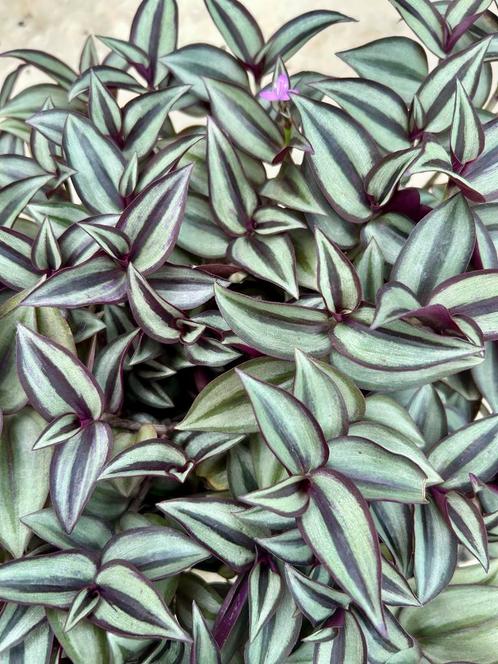 Tradescantia Purpusii - Kamerplant, Huis en Inrichting, Kamerplanten, Overige soorten, Minder dan 100 cm, Groene kamerplant, Halfschaduw