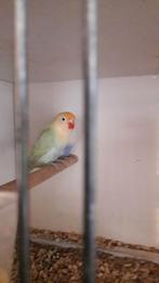 Agapornis Ficheri Turguoise Dilute, Mannelijk, Dwergpapegaai of Agapornis