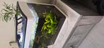 Mooi 50 liter aquarium compleet, Dieren en Toebehoren, Vissen | Aquaria en Toebehoren, Ophalen, Zo goed als nieuw, Gevuld zoetwateraquarium