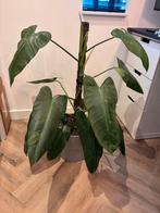 Philodendron Jose Bueno potmaat 24, hoogte 90 cm, Ophalen, Overige soorten, Minder dan 100 cm