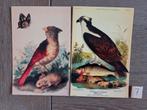 OPRUIMING   VOGELS A 7, Verzamelen, Ansichtkaarten | Dieren, Ophalen, 1980 tot heden, Vogel