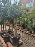 Diverse maten olijfbomen, gratis bezorgd in/om Hilversum, Volle zon, Ophalen of Verzenden, 100 tot 250 cm, Olijfboom