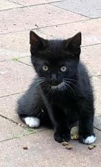 Kittens, Meerdere dieren