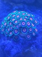 Zeeaquarium/ zoutwateraquarium te koop, Dieren en Toebehoren, Vis, Zoutwatervis