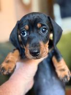 Teckel dwerg/kaninchen, Dieren en Toebehoren, Honden | Teckels en Dashonden, CDV (hondenziekte), 8 tot 15 weken, Korthaar, Teef
