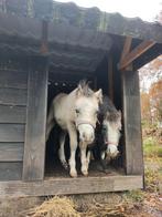 2 mooie Welsh A pony's, Meerdere dieren