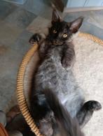 Maine coon kittens met stamboom, Dieren en Toebehoren, Katten en Kittens | Raskatten | Langhaar, Meerdere dieren, Met stamboom