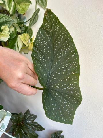 Begonia corallina, gewortelde stek beschikbaar voor biedingen