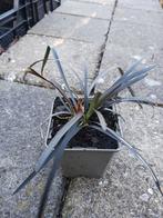 Slangenbaard- Ophiopogon planiscapus 'Niger'', Vaste plant, Siergrassen, Ophalen of Verzenden, Halfschaduw
