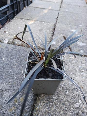 Slangenbaard- Ophiopogon planiscapus 'Niger'' beschikbaar voor biedingen