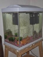 Aquarium met 2 guppen., Ophalen, Gebruikt, Gevuld zoetwateraquarium
