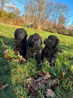 Wetterhoun x Friese Staby pups te koop( niet op zondag), Rabiës (hondsdolheid), Overige rassen, 8 tot 15 weken, Meerdere