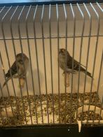 Koppel noordse barmsijs wk, Dieren en Toebehoren, Vogels | Overige Vogels, Meerdere dieren