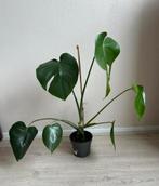 Monstera deliciosa, Ophalen, Overige soorten, Minder dan 100 cm