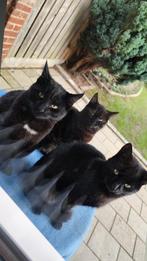 Lieve katten te koop – 5 maanden oud!, Dieren en Toebehoren, Meerdere dieren, 0 tot 2 jaar