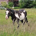 black overo paint hengst APHA, Dieren en Toebehoren, Paarden, Minder dan 160 cm, Niet van toepassing, 0 tot 2 jaar, Hengst