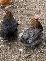 Cochin kriel, Dieren en Toebehoren, Pluimvee, Vrouwelijk, Kip