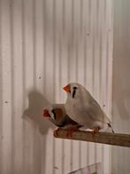 Maskergrijze zebravinken, Meerdere dieren