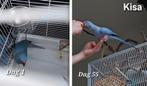 Kleinschalige vogelopvang – Tweede Kans voor je Vogel️, Dieren en Toebehoren, Vogels | Parkieten en Papegaaien, Meerdere dieren