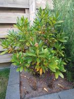 Mooie grote rhododendron struik, Ophalen, Volle zon, Overige soorten